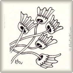 laceflower