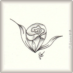 teardrop rose