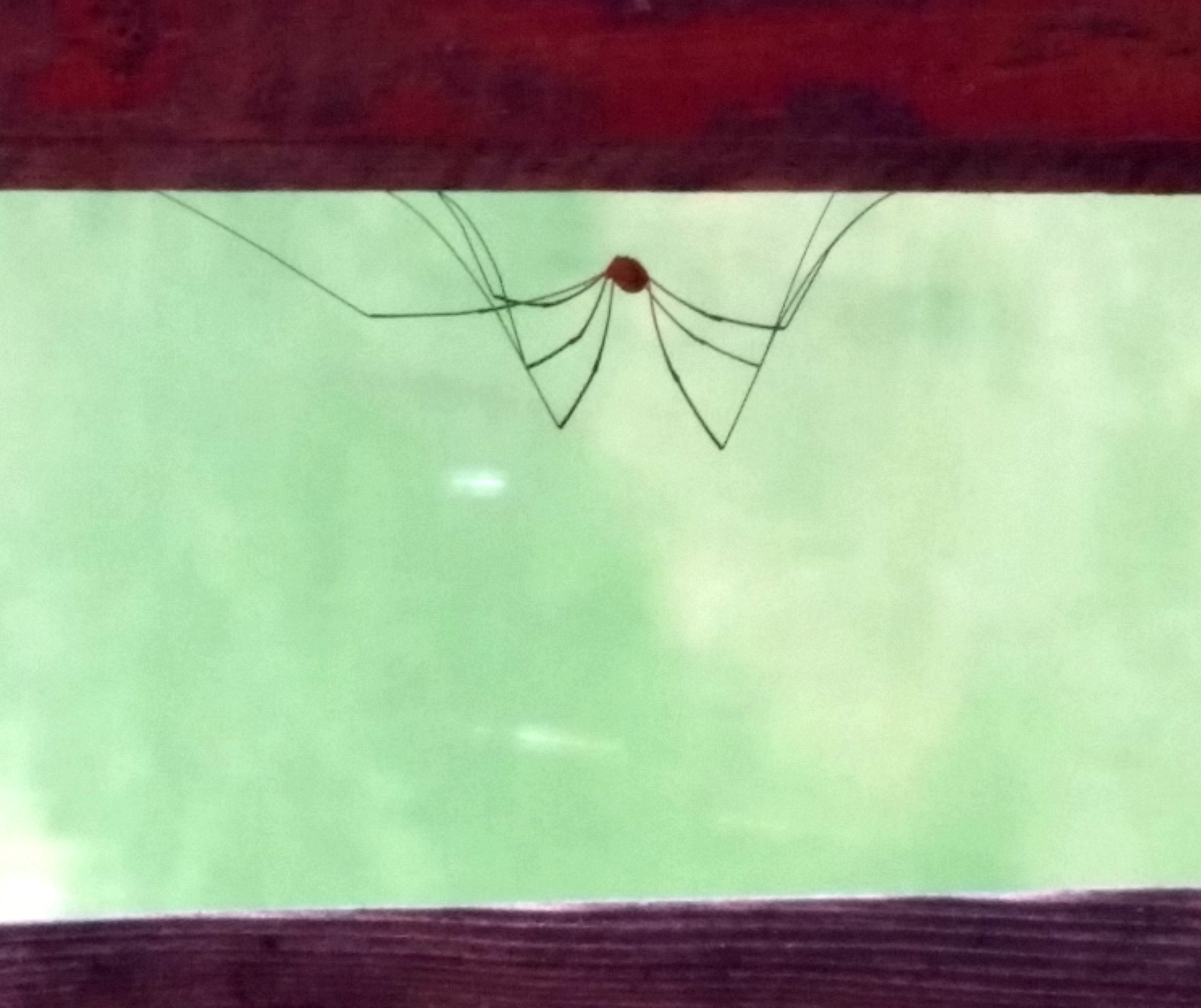 lannips Spinne